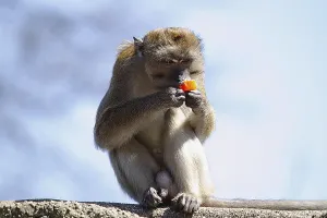 Long Tailed Macaque Drucke: Java monkey (Macaca fascicularis)