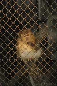 Long Tailed Macaque Drucke: Java monkey (Macaca fascicularis)