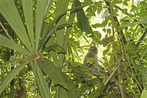 Long Tailed Macaque Drucke: Java monkey (Macaca fascicularis)