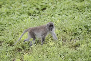 Macaca Fascicularis Drucke: Java monkey (Macaca fascicularis)