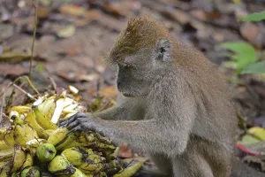 Macaca Fascicularis Drucke: Java monkey (Macaca fascicularis)