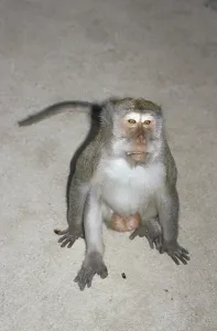 Macaca Fascicularis Drucke: Java monkey (Macaca fascicularis)