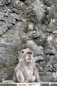 Tropical Marine Animals Drucke: Java monkey Macaca fasciularis