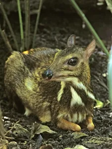 Java mouse deer (Tragulus javanicus)