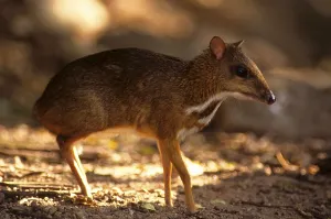 Java mouse deer (Tragulus javanicus)