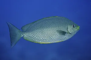 Underwater World Of Bony Fish Drucke: Java Rabbitfish (Siganus javus)