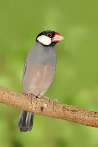 Java Sparrow, Java Finch, Java Rice Sparrow or Java Rice Bird (Padda oryzivora)