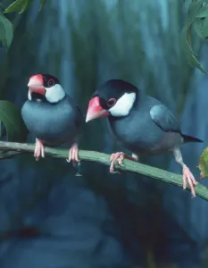 Songbird Natural Environment Drucke: Java sparrows (Padda oryzivora)