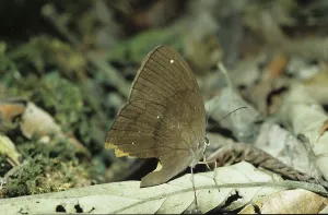 Butterflies In Natural Habitat Drucke: Java spotted moth (Nymphalidae)