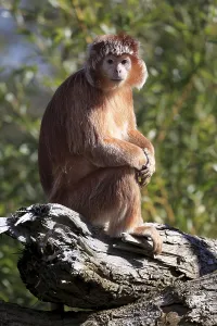 Captive Monkey Drucke: Javan langur (Trachypithecus auratus), captive