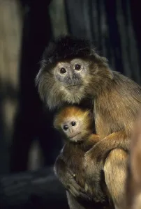 Javanischer Blattmensch (Trachypithecus auratus)