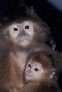 Old World Monkey Photos Drucke: Javan Leaf Monkey (Trachypithecus auratus)