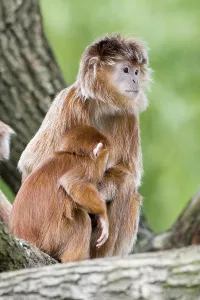 Javaner Lutung oder Elfenbein-Lutung (Trachypithecus auratus) mit Jungem in einem Baum.