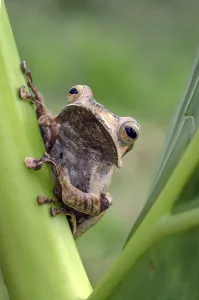 Batrachian Wildlife Images Drucke: Javan tree frog on a tree