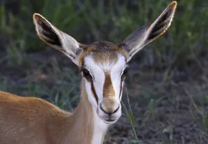 Drought Stricken Namibia Drucke: Junger Springbock, S