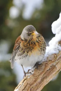 Deserted Bird Drucke: Juniper Thrush