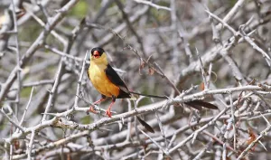 Wildlife Nature Reserve RSA Drucke: K