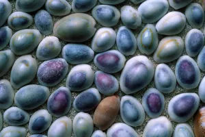 Uninhabited Coastlines Drucke: Kauri shells