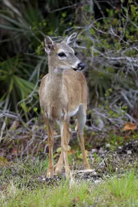 Hirsch mit weißem Schwanz (Odocoileus virginianus clavium)