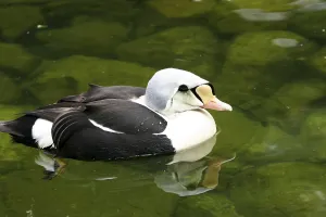 Male Waterfowl Drucke: King Eider