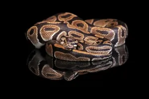 West African Wildlife Photos Drucke: King python, (Python regius), adult