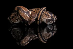 Constrictor Snakes Drucke: King python, (Python regius), adult