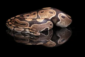 Python Regius Drucke: King python, (Python regius), adult