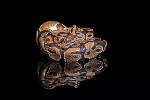 Python Regius Drucke: King python, (Python regius), adult