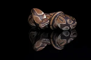 Python Regius Drucke: King python, (Python regius), adult