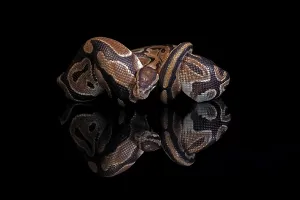 Python Regius Drucke: King python, (Python regius), adult