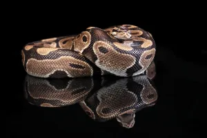 Python Regius Drucke: King python, (Python regius), adult
