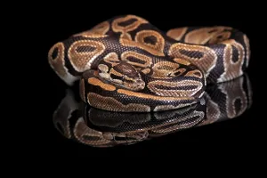 Python Regius Drucke: King python, (Python regius), adult