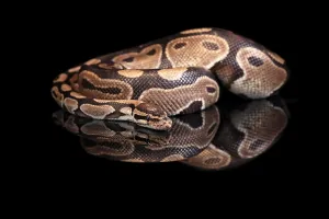 Wildlife Photography Snakes Drucke: King python, (Python regius), adult