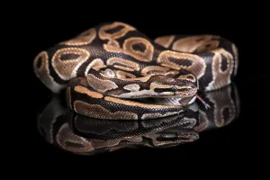 Python Regius Drucke: King python, (Python regius), adult