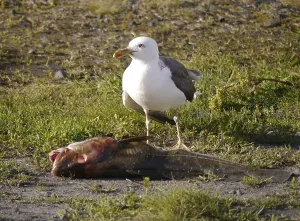 Marine Animal Behavior Drucke: Kittiwake with captured cod
