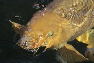 Koi Carp Drucke: Koi