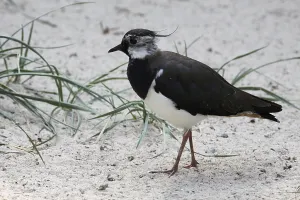 Lapwing Bird Drucke: Lapwing