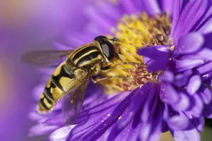 Compound Eye Insect Drucke: Large marsh hoverfly
