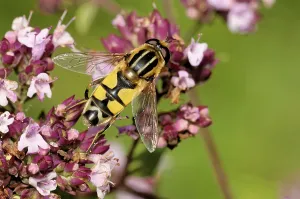 Compound Eye Insect Drucke: Large marsh hoverfly