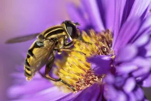 Compound Eye Insect Drucke: Large marsh hoverfly