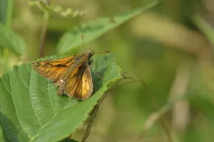 Lepidopteran Fauna In Habitat Drucke: Large skipper on a leaf. Rust-coloured large skipper on a leaf