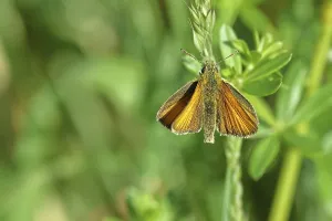 Gerahmter Druck : Großer Wiesenvögelchen (Ochlodes sylvanus) Gerahmter Druck : Großer Wiesenvögelchen (Ochlodes sylvanus)