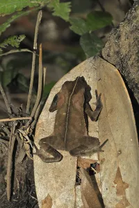 Natural Wildlife Environments Drucke: Leaf linnet toad, eared toad (Bufo typhonius)