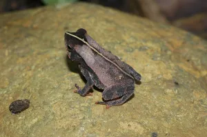 True Toad Images Drucke: Leaf linnet toad, eared toad (Bufo typhonius)