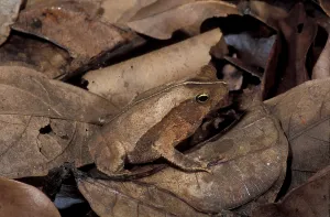 Camouflaged Animals Drucke: Leaf linnet toad, eared toad (Bufo typhonius)
