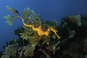 Bony Fish Osteichthyes Images Drucke: Leafy seadragon (Phycodurus eques)