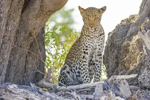 Okavango River Waterfront Scene Drucke: Leopard