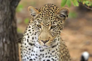 Uninhabited Grassland Scenery Drucke: Leopard