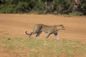 Uninhabited Grassland Landscape Drucke: Leopard