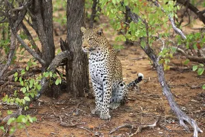 Mammalian Creatures Drucke: Leopard